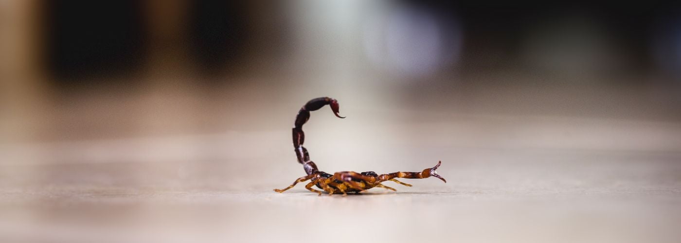 Scorpion